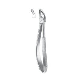 Fig. 17 Upper Molars, Right