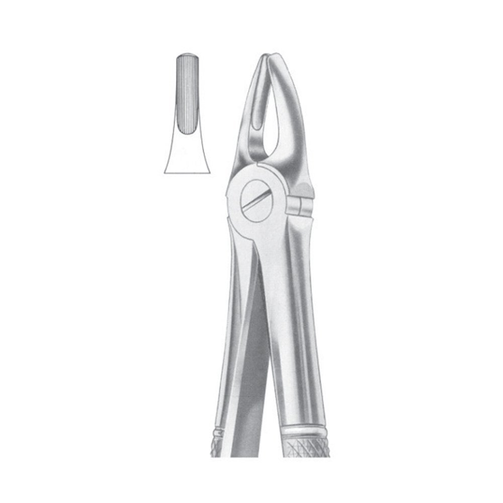 Fig.2 Upper Laterals & Canines